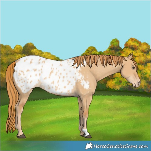 Horse Color:Red Dun Blanket