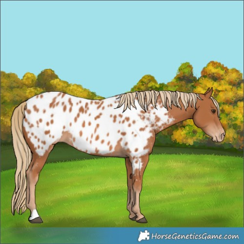 Horse Color:Chestnut Near Leopard 
