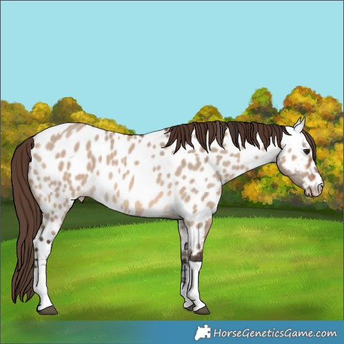 Horse Color:Bay Dun Tobiano Near Leopard 