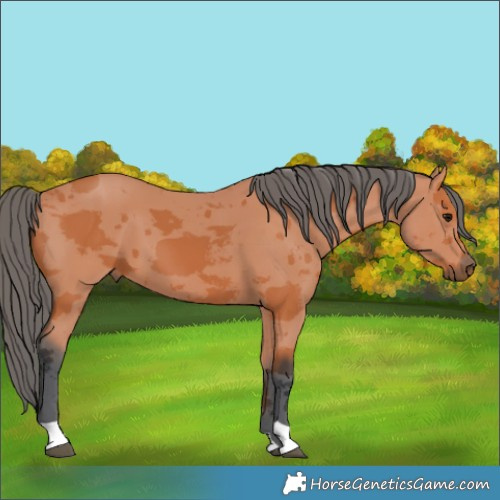 Horse Color:Bay Merle