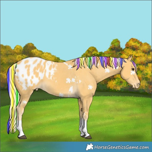 Horse Color:Painted Palomino Tobiano Blanket