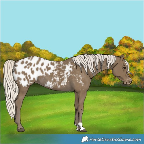 Horse Color:Silver Smoky Black Blanket