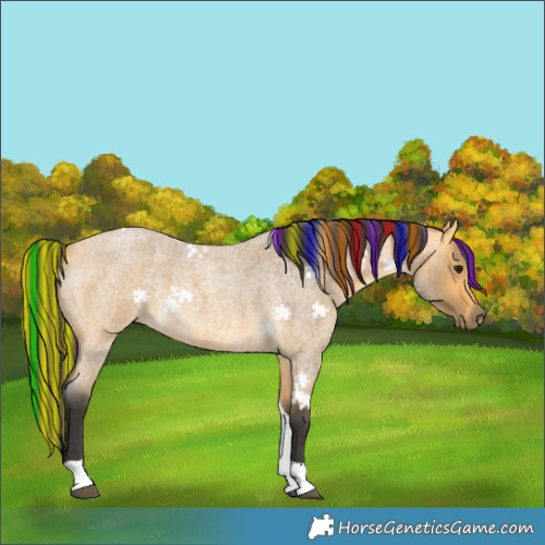 Horse Color:Painted Buckskin Roan Tobiano