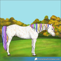 Horse Color:Painted Palomino Tobiano Near Leopard 