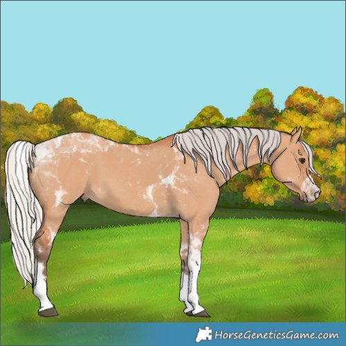 Horse Color:Silver Bay Dun Tobiano