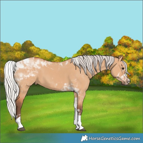 Horse Color:Silver Bay Dun Tobiano