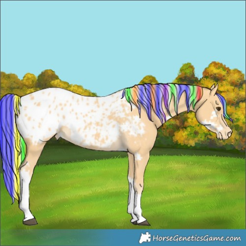 Horse Color:Painted Palomino Tobiano Blanket 