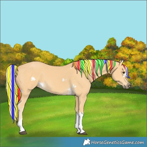 Horse Color:Painted Palomino Tobiano 