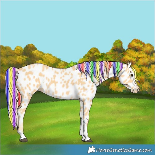 Horse Color:Painted Palomino Tobiano Near Leopard