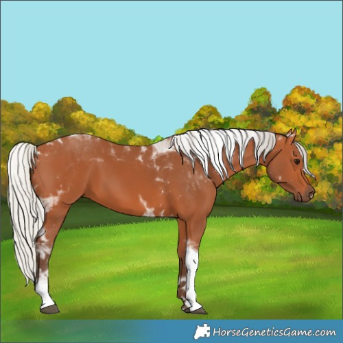Horse Color:Silver Bay Tobiano
