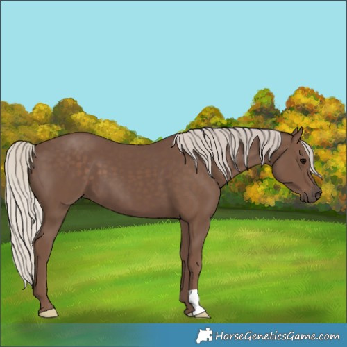Horse Color:Silver Black