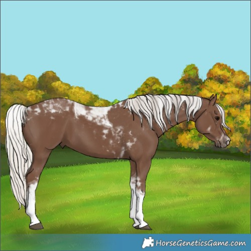 Horse Color:Silver Black Tobiano 