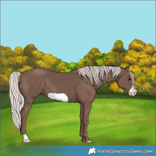 Horse Color:Silver Black Frame 