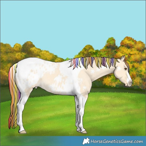 Horse Color:Painted Buckskin Dun Tobiano Blanket