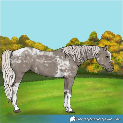 Horse Color:Silver Grullo Tobiano