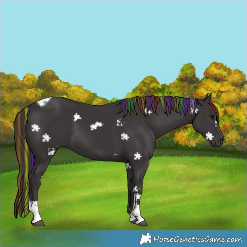 Horse Color:Painted Smoky Black Tobiano 