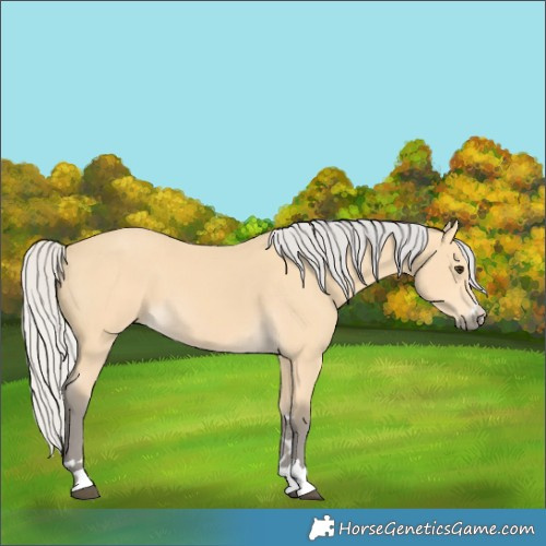 Horse Color:Silver Buckskin