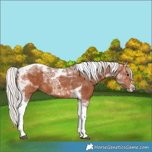Horse Color:Silver Bay Tobiano Frame Rabicano 