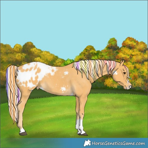 Horse Color:Painted Palomino Tobiano Blanket 