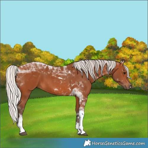 Horse Color:Silver Bay Tobiano 