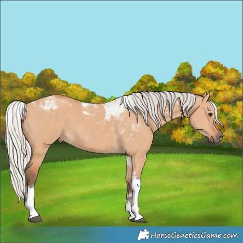 Horse Color:Silver Bay Dun Tobiano 