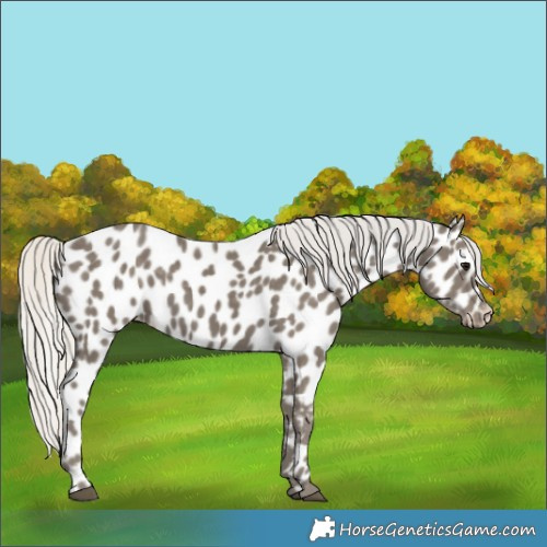Horse Color:Silver Smoky Black Near Leopard