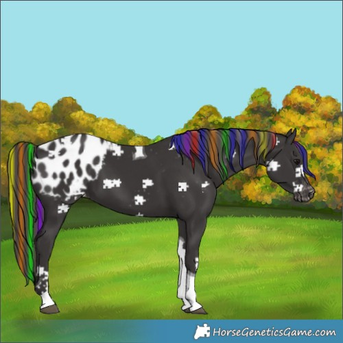 Horse Color:Painted Smoky Black Tobiano Blanket