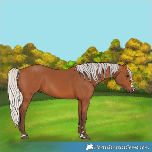 Horse Color:Silver Bay