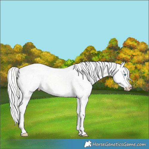 Horse Color:Silver Perlino Dun 