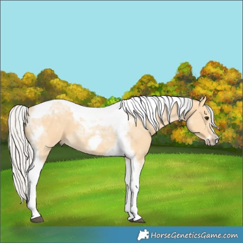Horse Color:Silver Buckskin Splash Tobiano Frame 