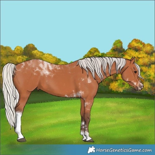 Horse Color:Silver Bay Tobiano 