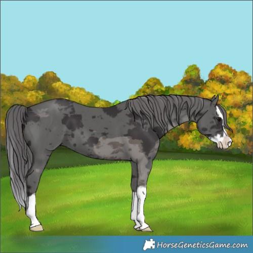 Horse Color:Smoky Black Merle Splash 