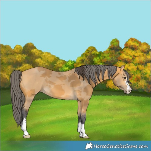 Horse Color:Buckskin Merle