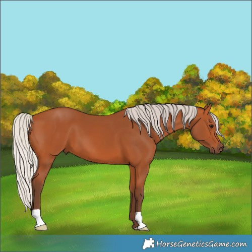 Horse Color:Silver Bay