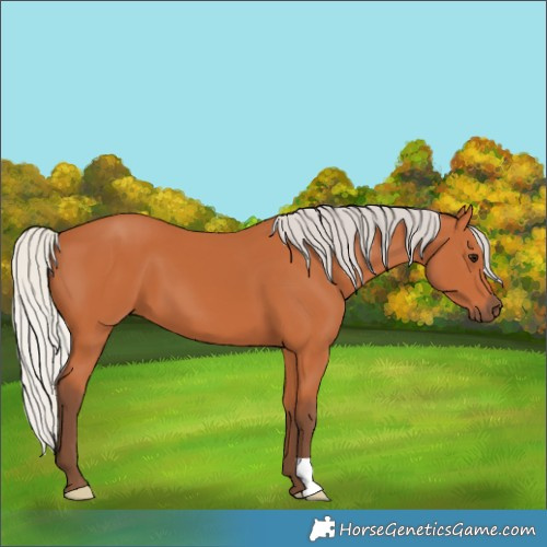 Horse Color:Silver Bay 