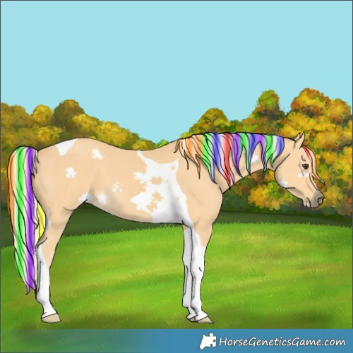 Horse Color:Painted Palomino Tobiano 
