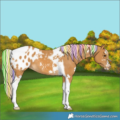 Horse Color:Painted Palomino Tobiano Blanket 