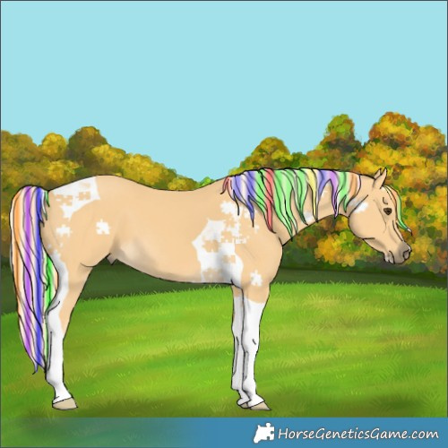 Horse Color:Painted Palomino Tobiano 