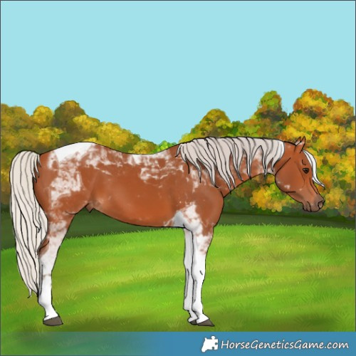 Horse Color:Silver Bay Tobiano 