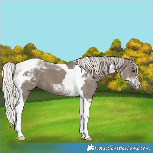 Horse Color:Silver Grullo Tobiano