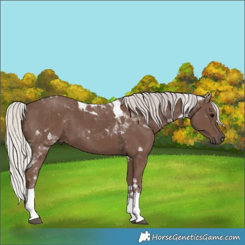 Horse Color:Silver Black Tobiano 