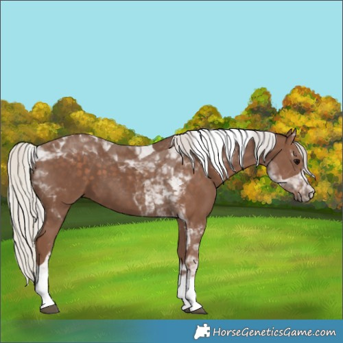 Horse Color:Silver Black Tobiano 