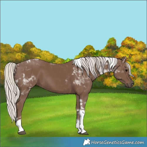 Horse Color:Silver Black Tobiano