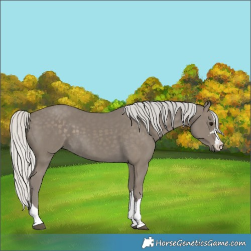Horse Color:Silver Smoky Black 