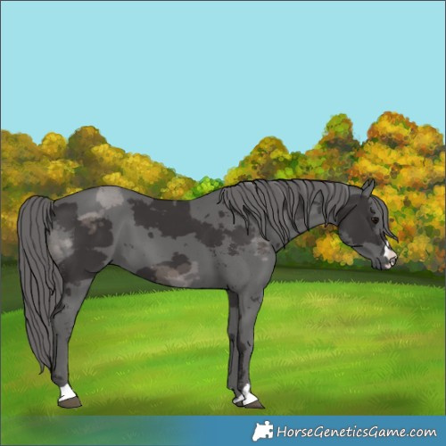 Horse Color:Smoky Black Merle