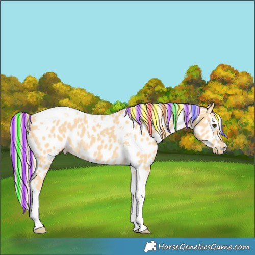 Horse Color:Painted Palomino Tobiano Near Leopard 