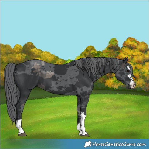 Horse Color:Black Merle 