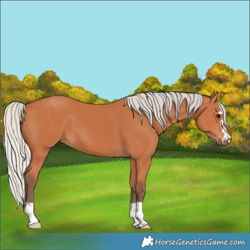 Horse Color:Silver Bay 