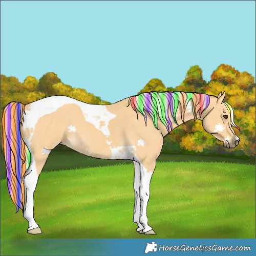 Horse Color:Painted Palomino Tobiano 