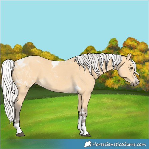 Horse Color:Silver Buckskin Tobiano